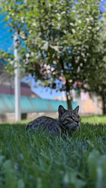 британский кошки: 🐾 Продаётся бенгальский котик 🐱 Продаётся бенгальский кот окраса — 3