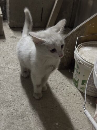 кошка домашний: Отдам котенка в хорошие руки