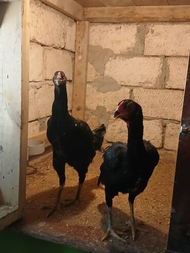 Cücələr: Damazlıq, Ünvandan götürmə