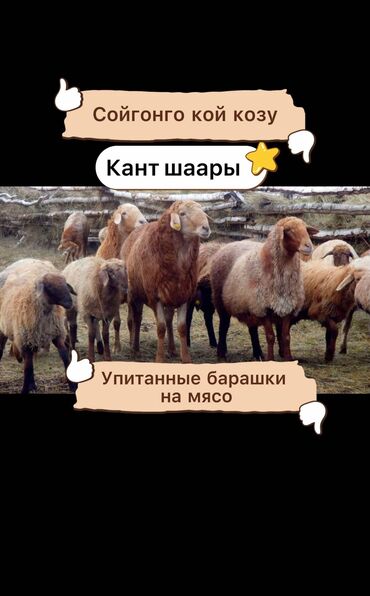 дом для кош: Сатам | Ургаачы кой (ургаачы), Козу, Кочкор (эркек) | Гиссар, Аргын, Арашан | Союуга, Көбөйтүү үчүн