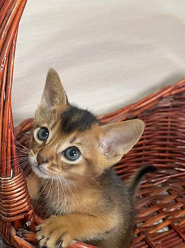 вет: Настоящие абиссинские котята! Домашний питомник с многолетним опытом — 3