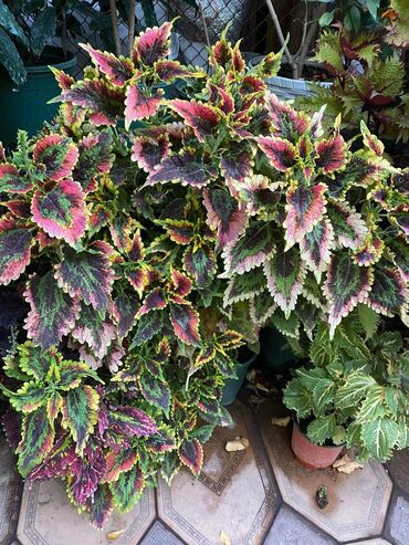 Другие виды семян и саженцев: Колеусы есть в стаканчиках и большие — 13