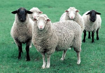 овцы токмок: Продаю | Овца (самка), Ягненок, Баран (самец) | Гиссарская, Арашан | На забой
