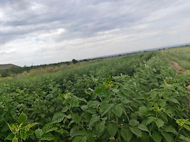 Другие специальности: Талаа иштерине Байкелер, Жигиттер керек суугатка. Кулпунай, Малина — 2