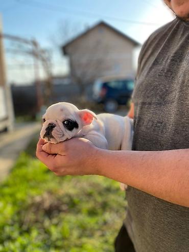 Psi: 🔥 TOP FRANCUSKI BULDOG ŠTENCI 🔥 Na prodaju vrhunski štenci francuskog — 7
