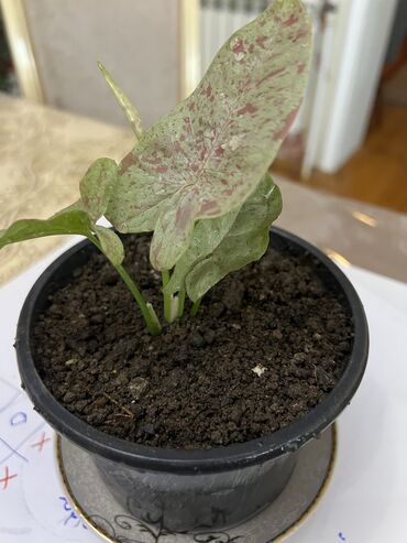 Otaq bitkiləri: Butun guleri endirimnen satiram ancag xanimlara satiw olur cox gul — 31