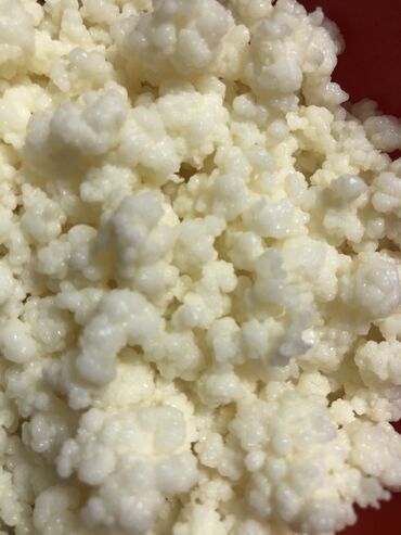 Mlečni proizvodi, jaja: Prodajem gljive za spravljanje tibetanskog kefira. Količina je — 12