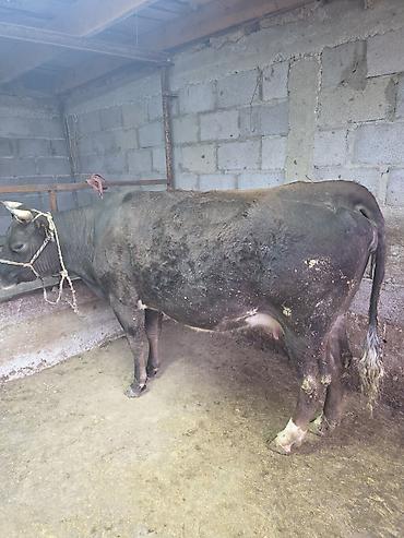 Коровы, быки: Продаю | Корова (самка) — 6