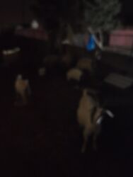 Keçi, çəpiş: Məhsul: Qoyun-keçi təsərrüfatı üçün keçilər Təsvir: - Şəkillərdə uzun — 12