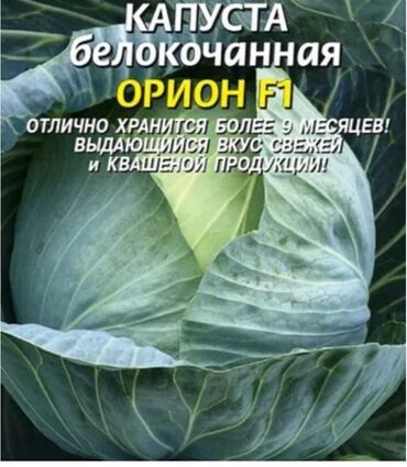 балгарка сатып алам: Капуста Ак капуста, Дүңүнөн