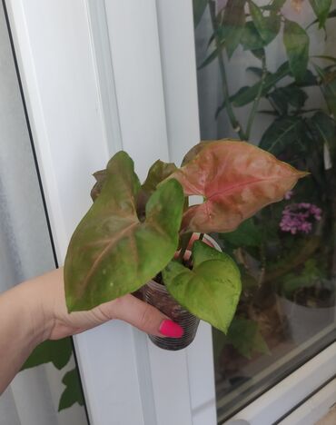 форель ош: Көчөттөр гүлдүн: Өзү алып кетүү, Акылуу жеткирүү
