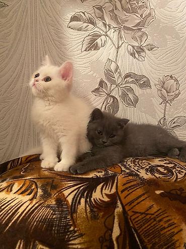 Pişiklər: Britan — 1