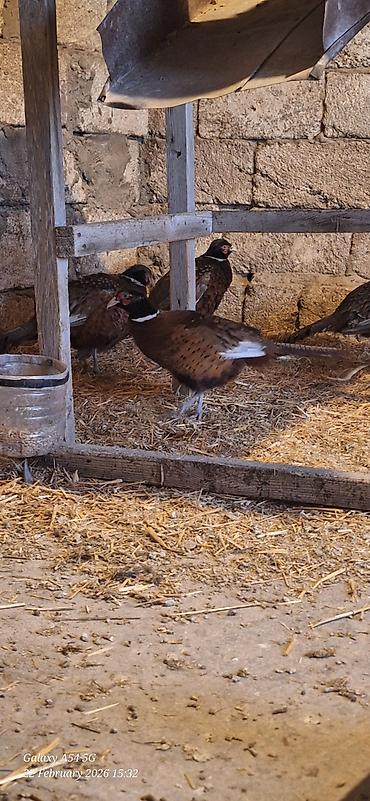 Digər quşlar: Qirqovul Xoruzlar satilir — 4