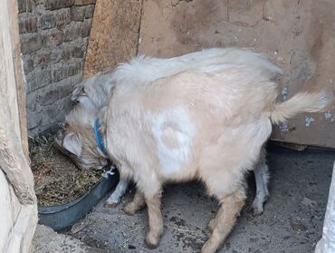 Козы, козлы: Продаю | Козёл (самец) — 2
