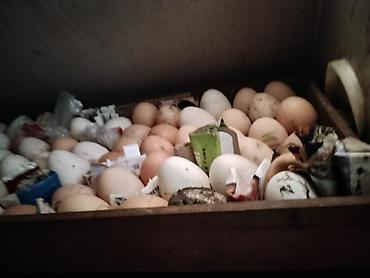 Инкубаторы: Инкубатор «Норма Луппер» - Тип: электрический инкубатор для птицы - — 5