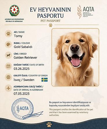 dog argentinian: Retriever, Sənədli — 2