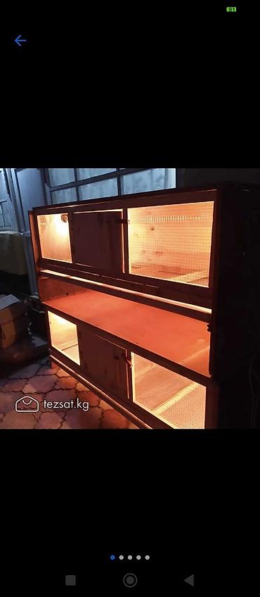 Товары и оборудование для с/х животных: Брудеры для цыплят утят гусят индюшат фазанов павлинов, домашние — 3