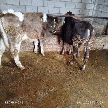 Коровы, быки: Продаю | Музоо, торпок | На откорм | Привязанные — 6