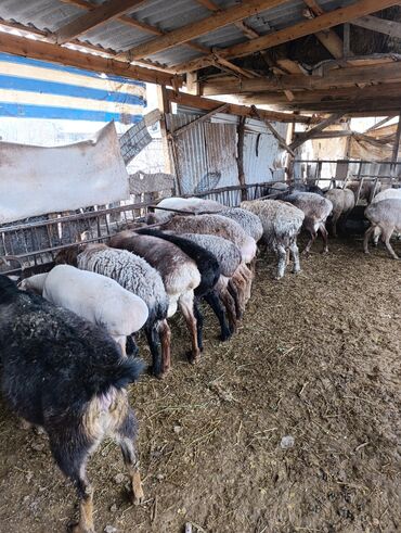 Баран, овца: Продаю | Овца (самка) | Для разведения | Матка — 7