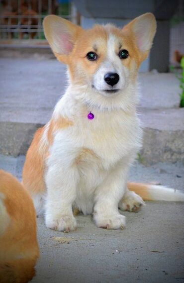 Psi: Prelepi štenci Welsh Corgi Pembroke, od odličnih roditelja: D.O.B — 9