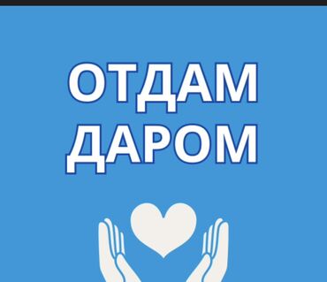 масло олейна цена оптом 5 литров: Бесплатно делаю всё пишите личку выезд есть Бекер жазайм баарын