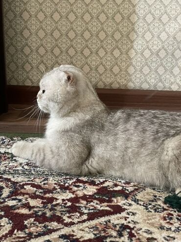 купить вислоухого котенка в бишкеке: Вязка: Скотиш Фолд (Шотландская вислоухая), Мальчик, 1 год, С документами, Серебристая шиншилла