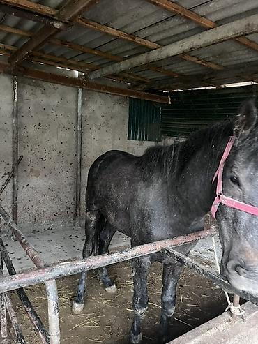 Лошади, кони: Продаю | Конь (самец) | Рабочий — 7