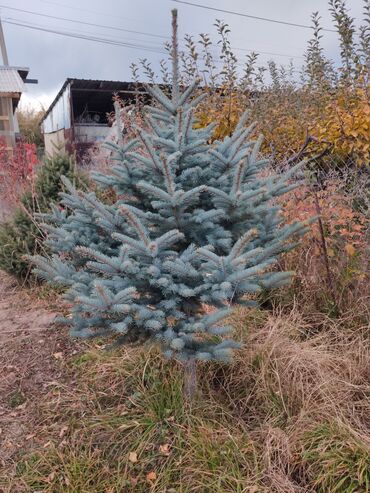железная мебель бишкек: Саженцы деревьев: Ели, Самовывоз