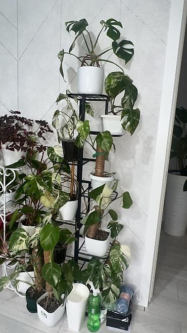 Монстеры: Монстера вариегатная (Monstera deliciosa variegata) — комнатное — 11