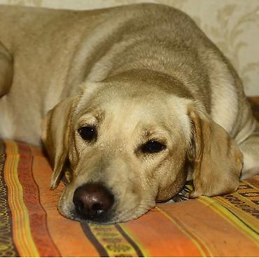 dişi labrador: Labrador-retriver, 6 il, Dişi — 6