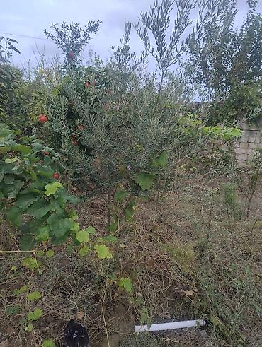 ad gunu gulləri: Zeytun ağacı – bağ və təsərrüfat üçün - Növ: Zeytun (Olea europaea) — 2