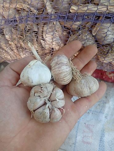 Продукты питания: Salam Yerli Sarımsağ Kilosu 1 manata Meşokdadır İrili xırdalı — 1