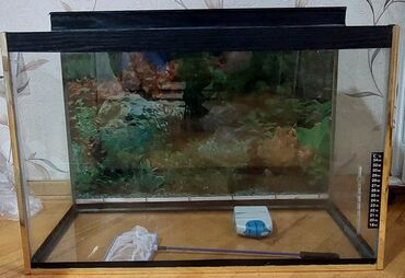 akvaryumlar: Dördbucaq akvarium, Boş, 60 l, Ödənişli çatdırılma