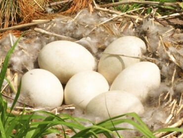 ayam cemani yumurta: Qaz Yumurtası Satılır! Cins ---> Linda & Kuban Ünvan: Abşeron