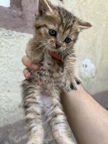 донской сфинкс кошка: 1 месяц, Девочка