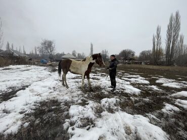 сколько стоит 1 верблюд в сомах: Продаю | Жеребец | Английская | Для разведения | Племенные