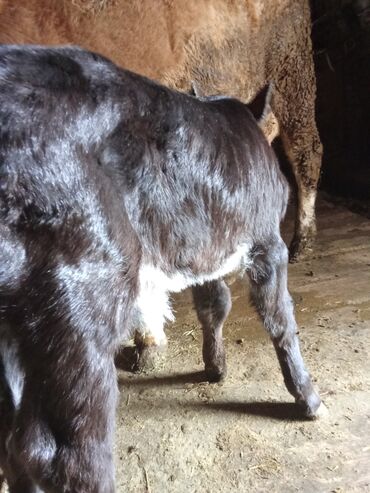 домик для кот: Продаю | Бык (самец), Музоо, торпок | Бельгийская | На откорм, На забой, Для разведения | Искусственник