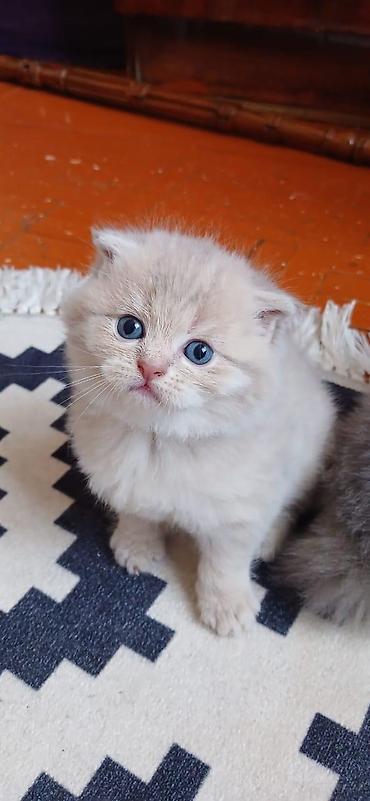 Pişiklər: Şinşilla, Dişi — 3