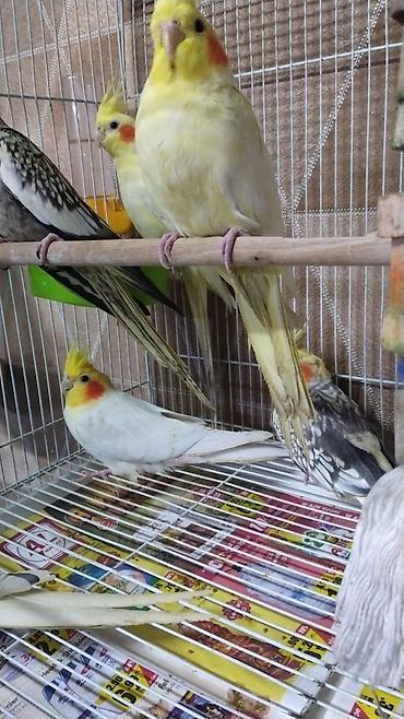 danisan qus: Balada var erkeyde hazir diside Nimfa (Cockatiel) tutuquşları – — 1