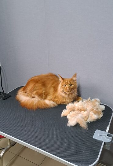 Другие услуги: Груминг в Бишкеке Стрижка Вычес (линька) Купание профессиональной — 12