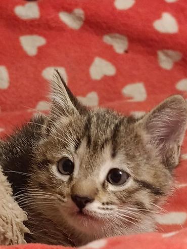 Отдам даром кошку: Котята девочки мальчики 1,5 месяца (серые мальчики, чёрно-белым — 5