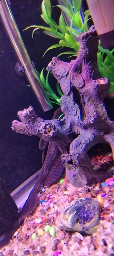 Akvariumlar: Zavod akvarium 330 litr olcusu 1.20 60.45 her seyi var bahali baliqlar — 13