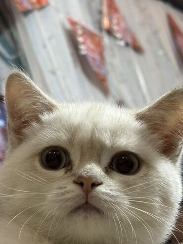 Pişiklər: Britan — 10