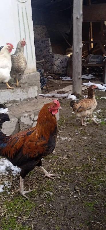 Куры, петухи: Продаю | Петух | Домашняя | На забой — 2