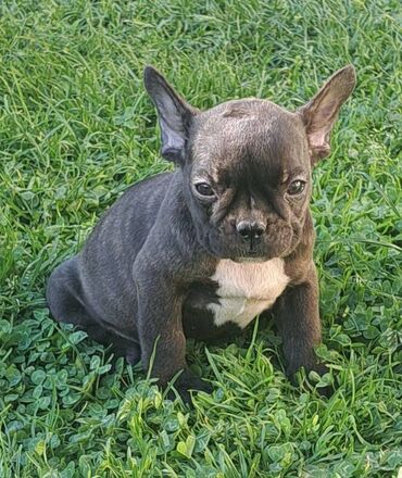 Psi: Prelepi štenci francuskog buldoga na prodaju. Očišćeni od parazita i na lalafo.rs — 8 Psi: Prelepi štenci francuskog buldoga na prodaju. Očišćeni od parazita i — 8