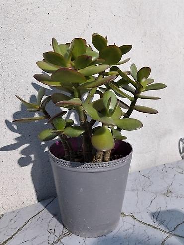 ağac gülləri: Pul gülü (Crassula ovata) – saksıda ətli yarpaqlı sukulent. - — 2