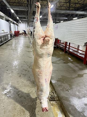 Свежее Мясо баранины ежедневно оптом Цена 850 сом Розничной продажи at lalafo.kg Свежее Мясо баранины ежедневно оптом Цена 850 сом Розничной продажи