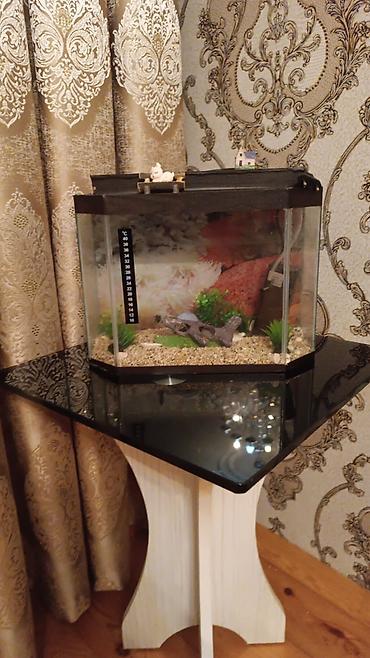 akvarium gəncə: Akvaryum satılır 12 litre su tutur Real alıcı endirim olunacaq — 1