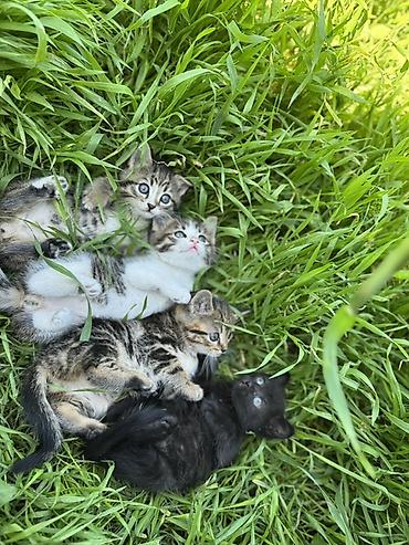 Продажа кошек: 🐾 Очаровательные котята ищут дом! 4 пушистых малыша готовы подарить — 2