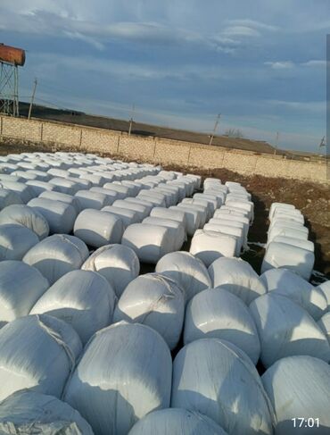 аксессуары для волнистых попугаев: Silos qarğıdalı, Tovuz rayonunda 500 kq baqlama, say